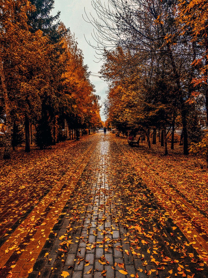 Rainy autumn in city