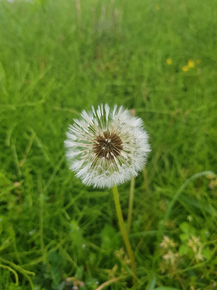 dandelion