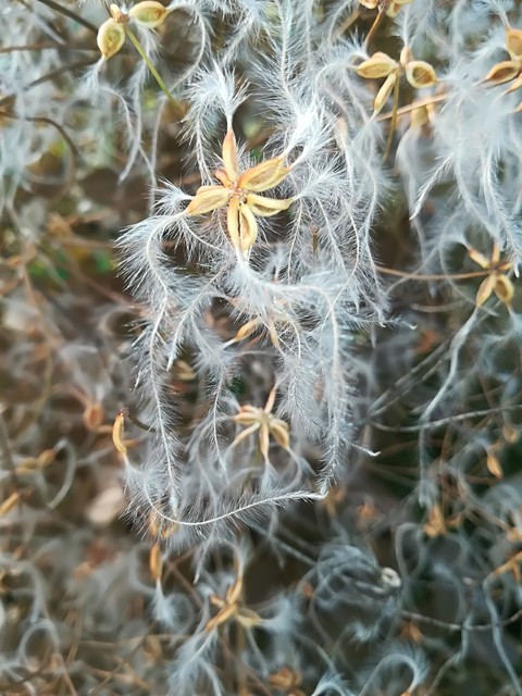 sfondi plant, cactus
