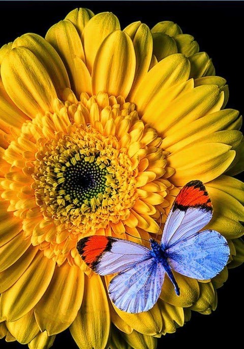 gerbera, sunflower achtergronden