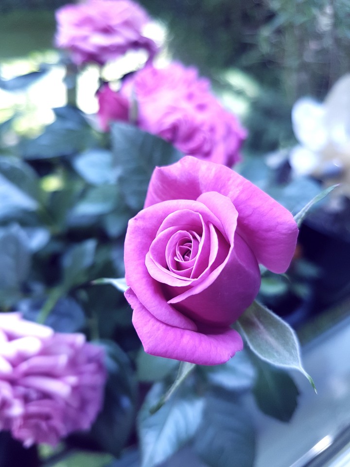 Rose