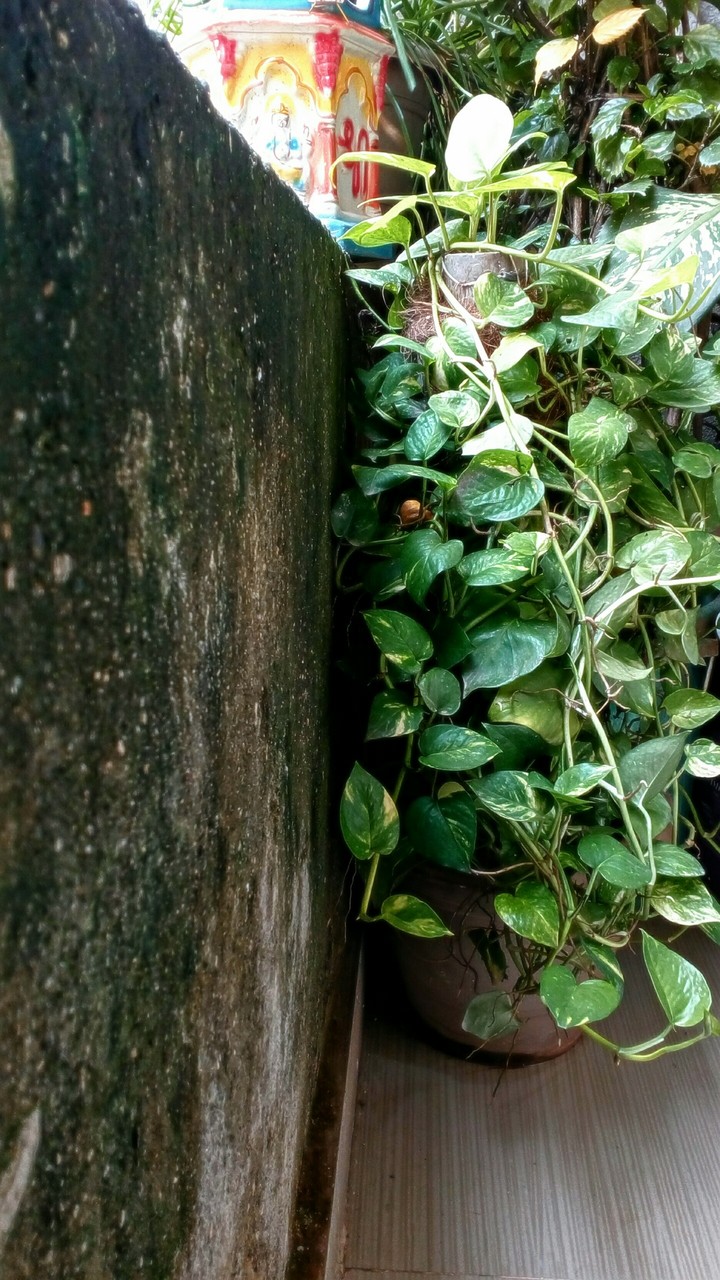 money plant