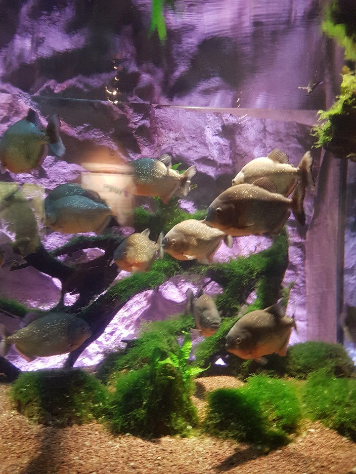 golden fish