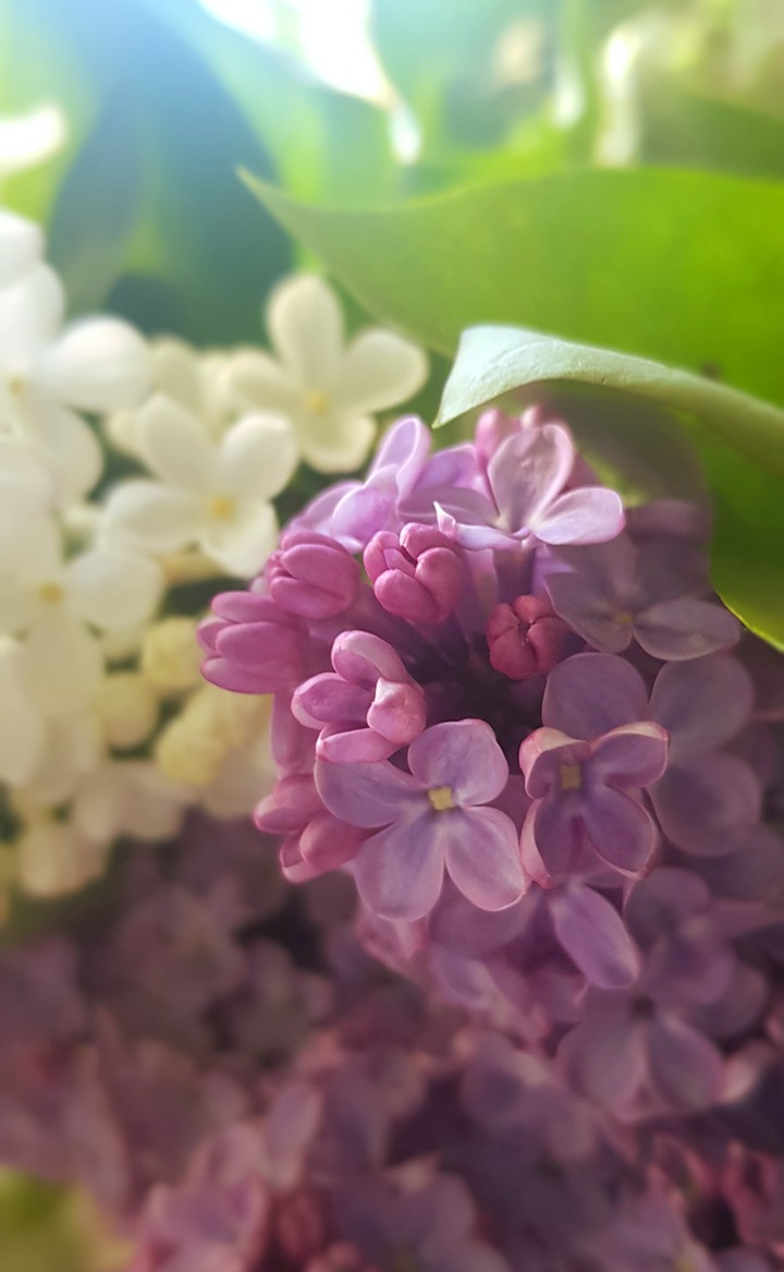 Сирень