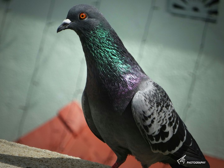 pigeon
