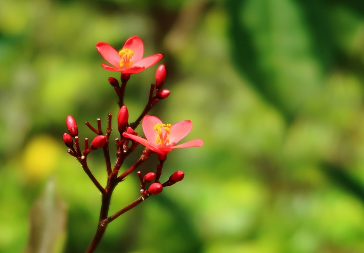 Little Red