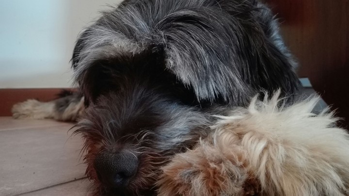 Dog
