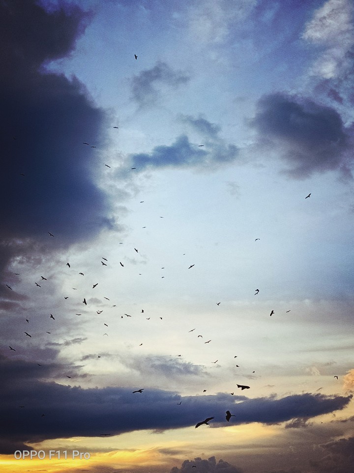 fly away