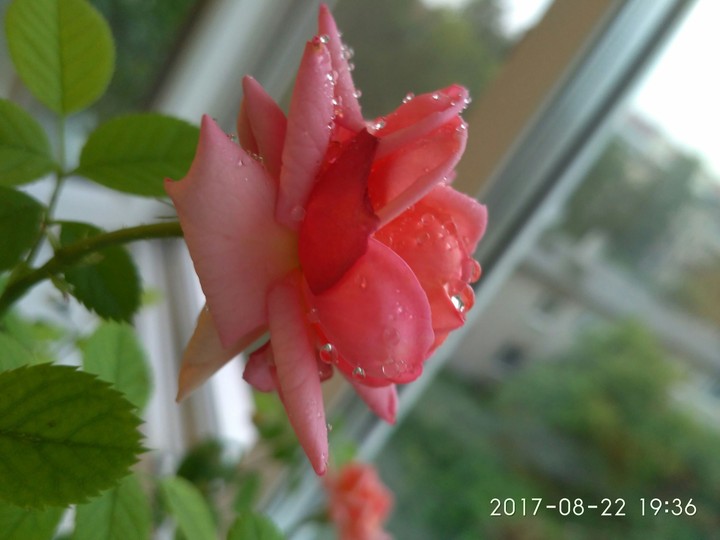 the pink rose))