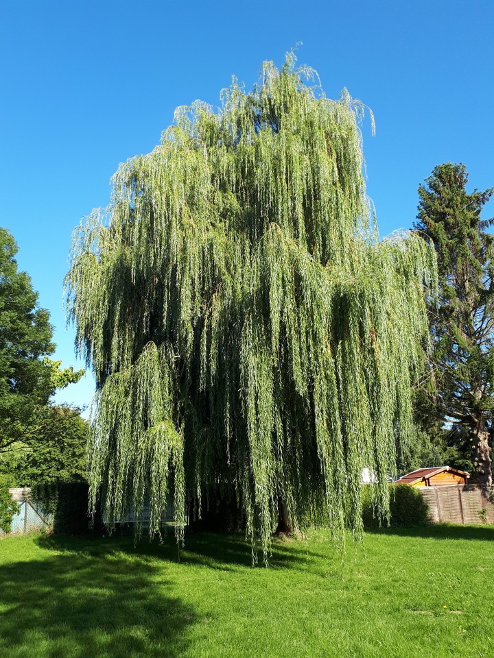 weeping willow