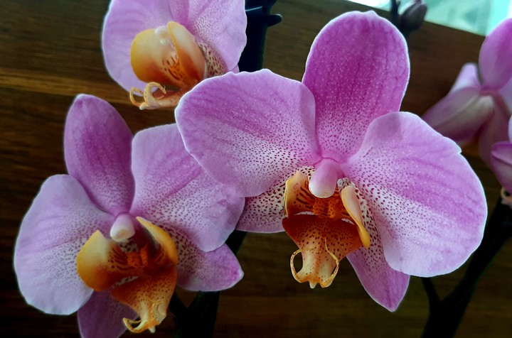 Orchid