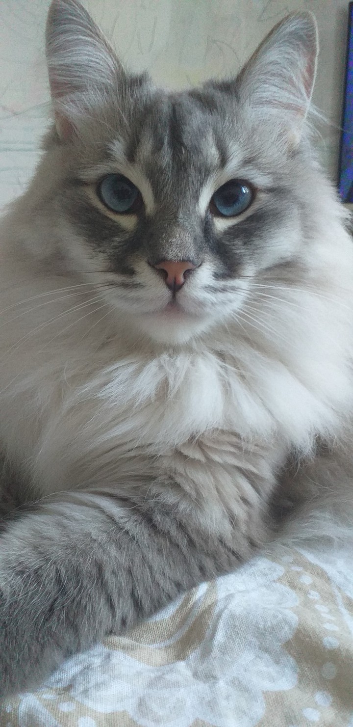котейка