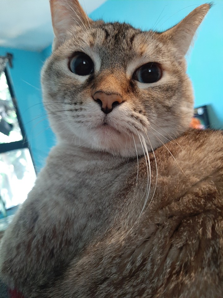 luna