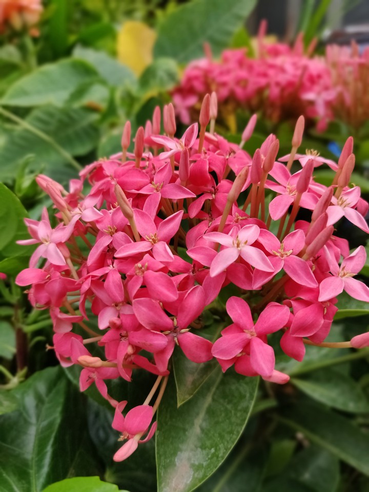 pink flower