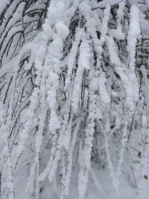 The first snow