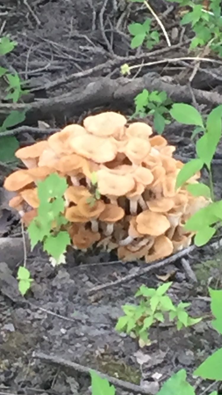 fungus