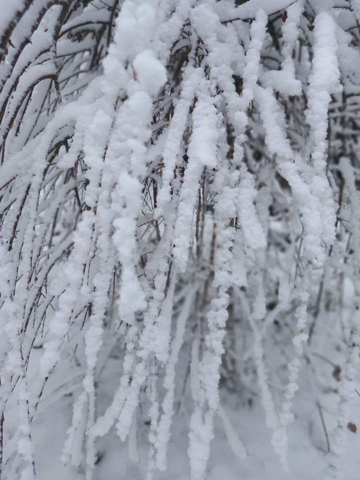 The first snow
