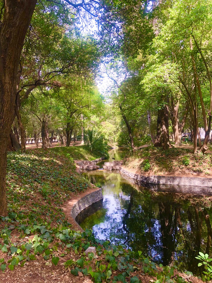 Arroyo en Chapultepec