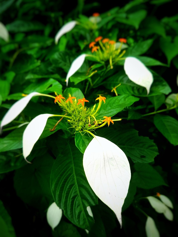 White Leaf flower