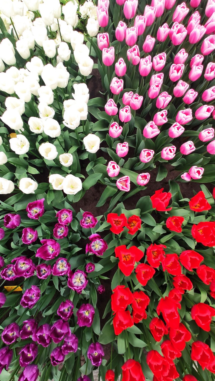 Keukenhof tulips