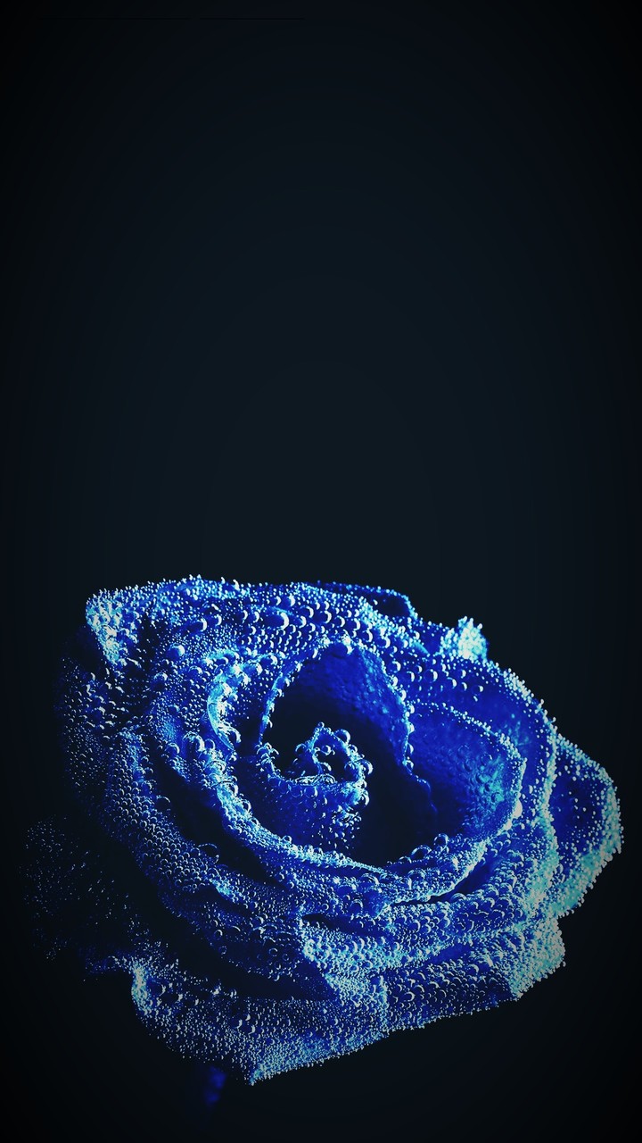 blue rose