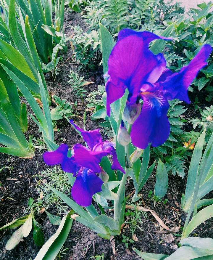 flower