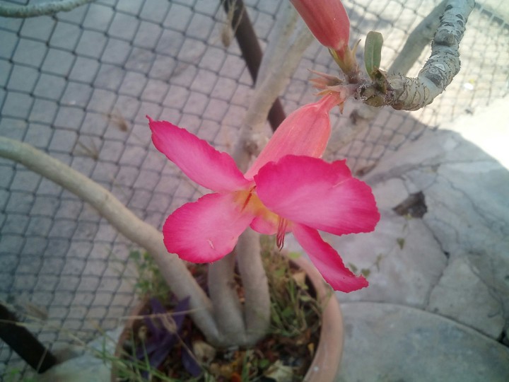 flower