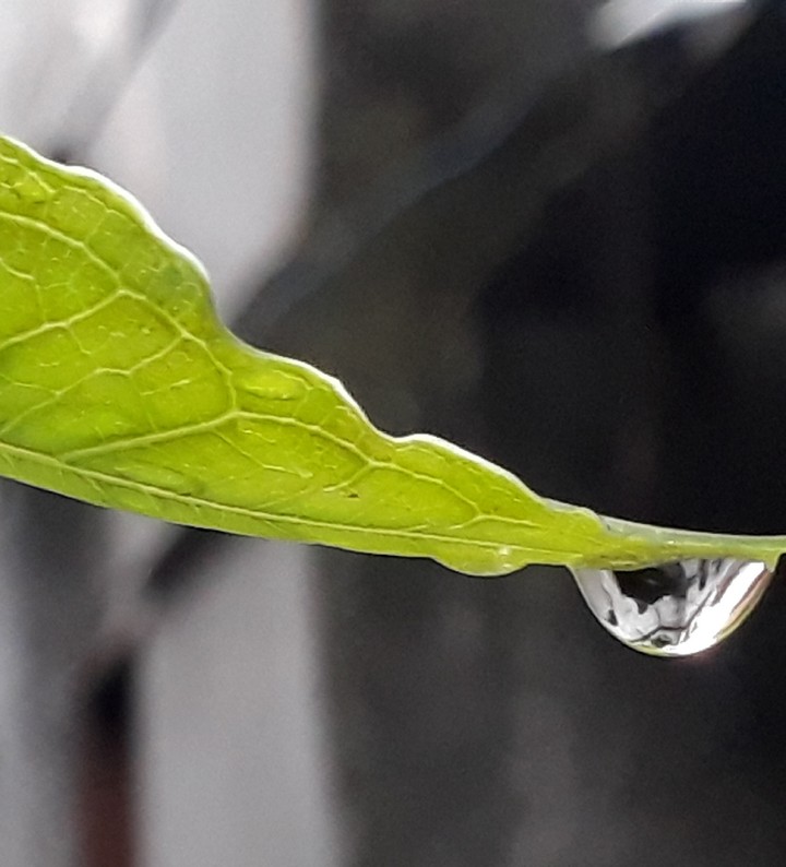 drop