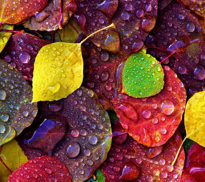 Leaf