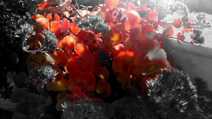Some color in a black and dark world