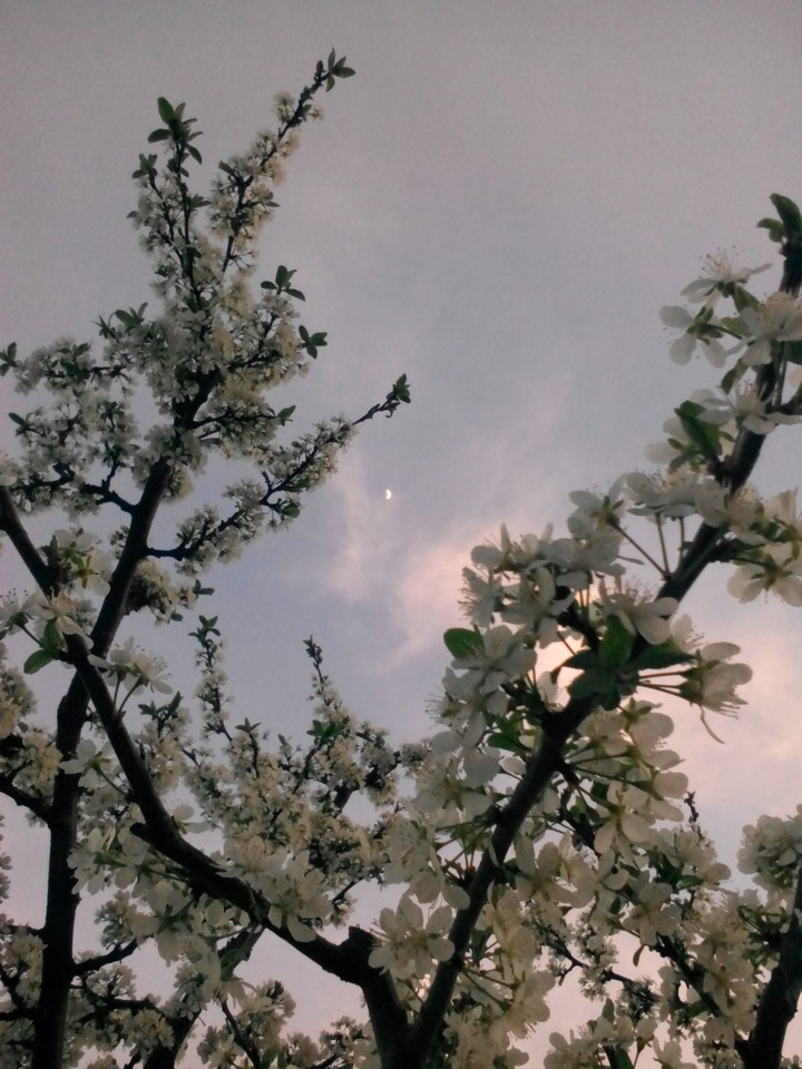 Evening 
