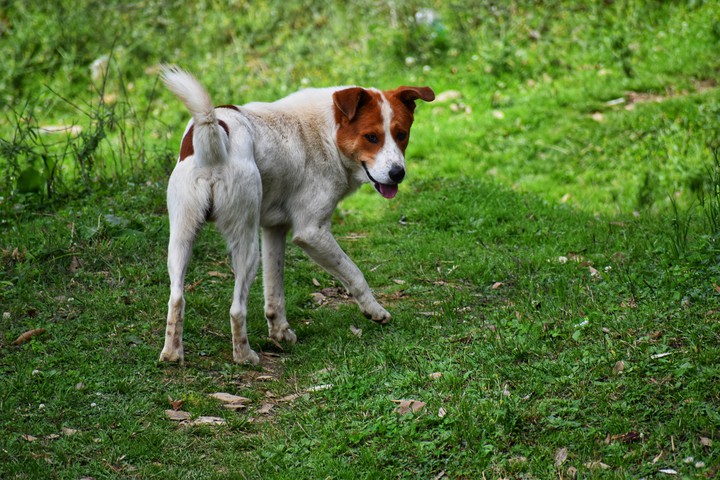 #Dog