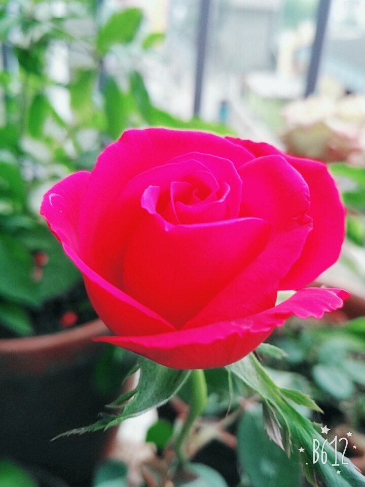 a beautiful red rose....