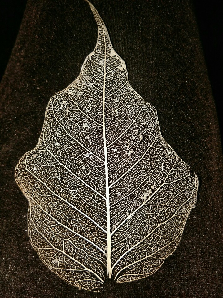 leaf