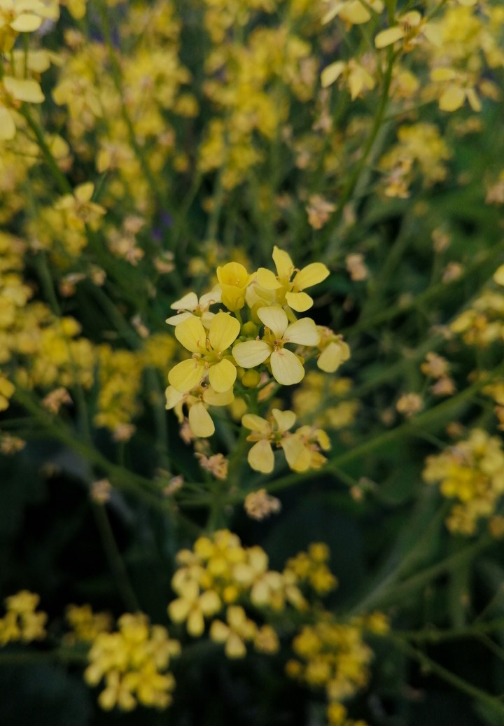 Yellow flowers