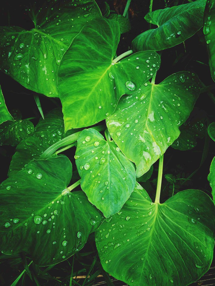 ☔️