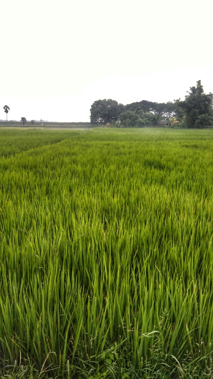FARM