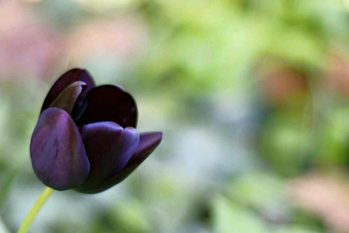 Tulpe