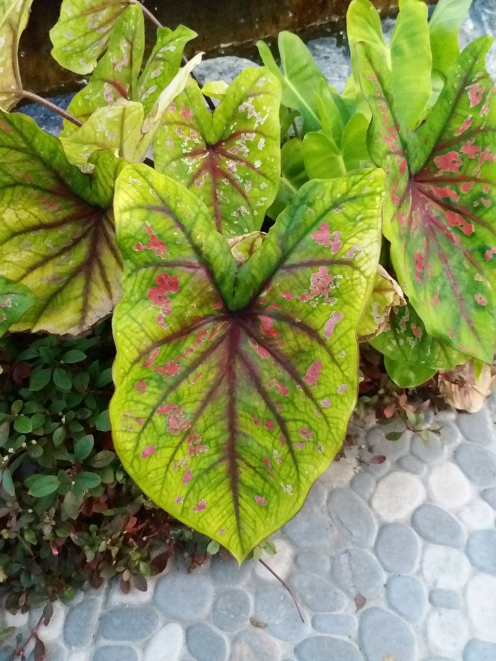 heart in a leaf