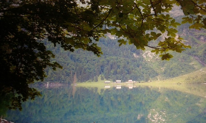 Houses,  water,  and forest