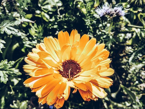 papéis de parede plant, gerbera