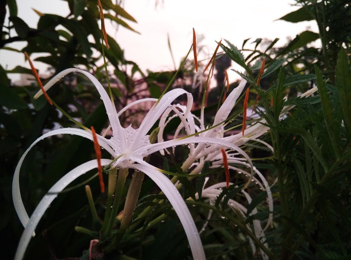flower