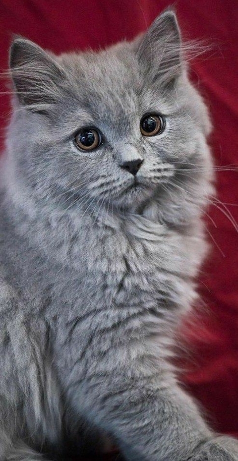 тапети kitten, chartreux