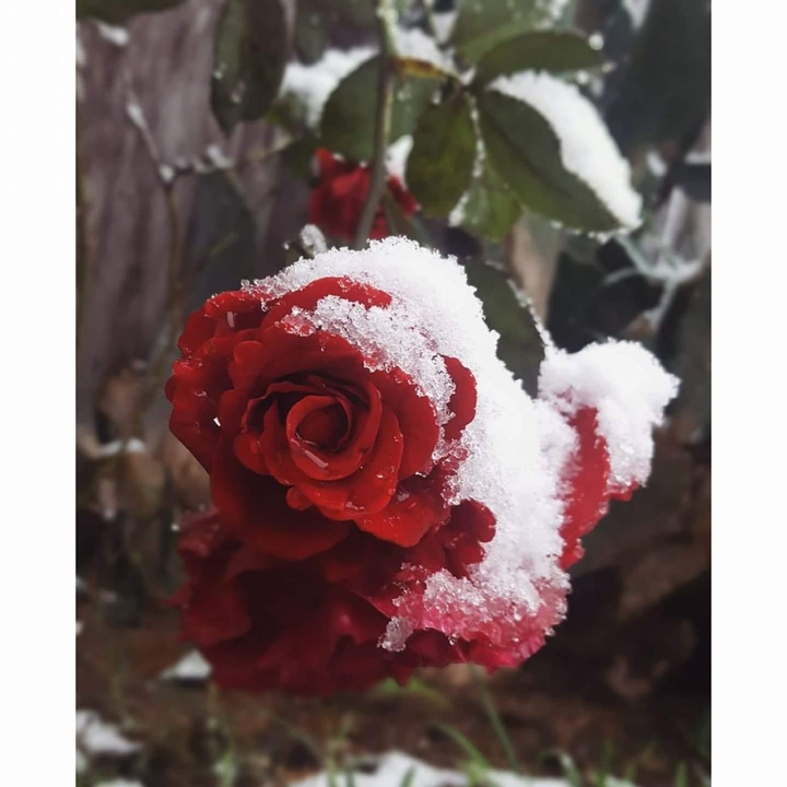 roses snow