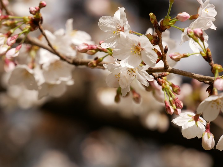 cherryblossom