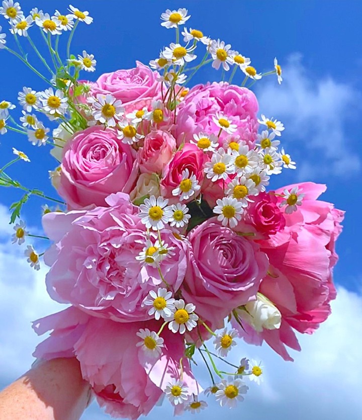 Pink Rose