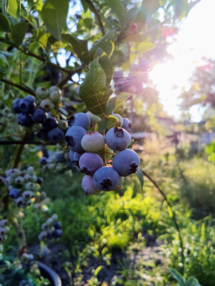 blueberry