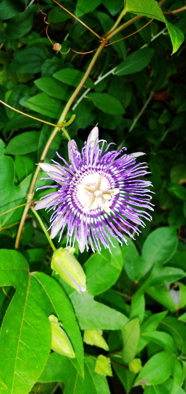 nature