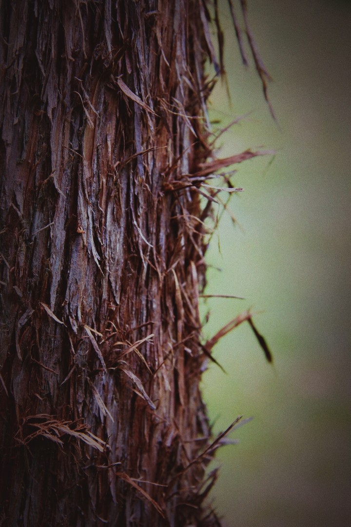 Half tree