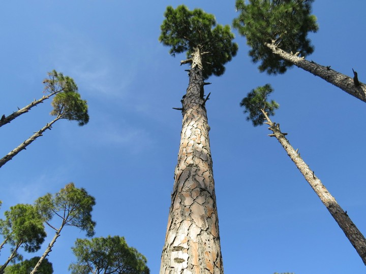 trees of Murree..Pakistan........